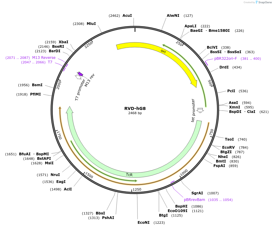 173366-plasmid-map-sequence-id-361538
