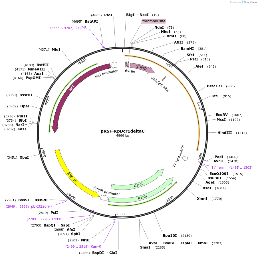 32023-plasmid-map-sequence-id-36154