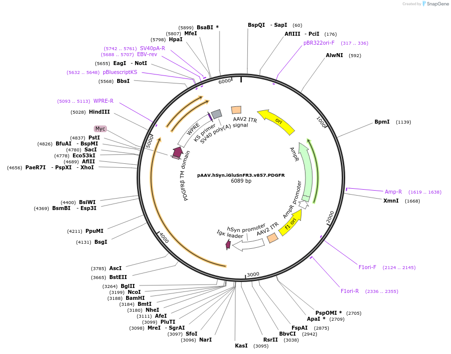178329-plasmid-map-sequence-id-361540