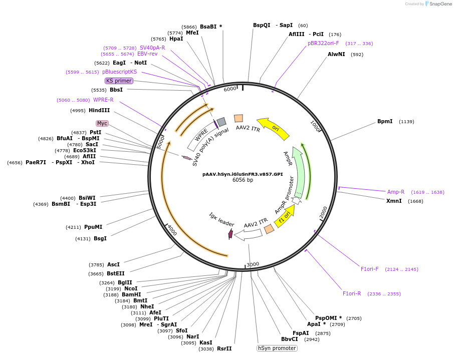 178331-plasmid-map-sequence-id-361545