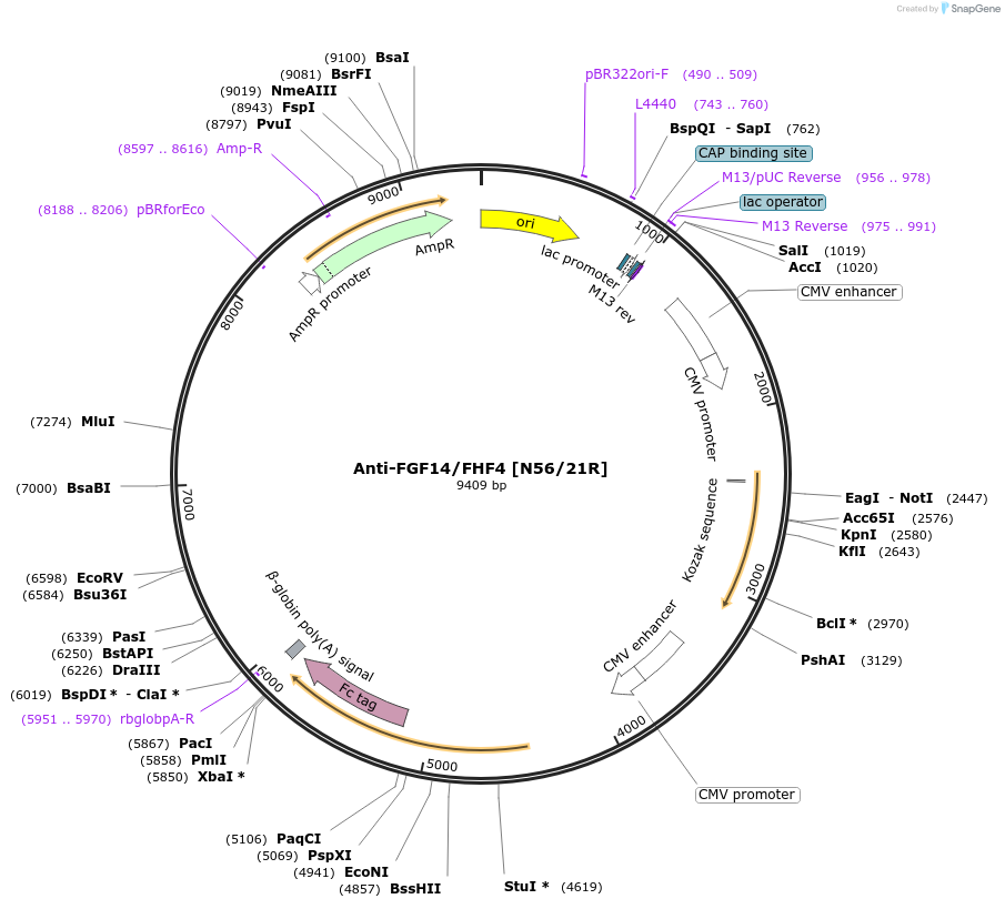 177563-plasmid-map-sequence-id-361557
