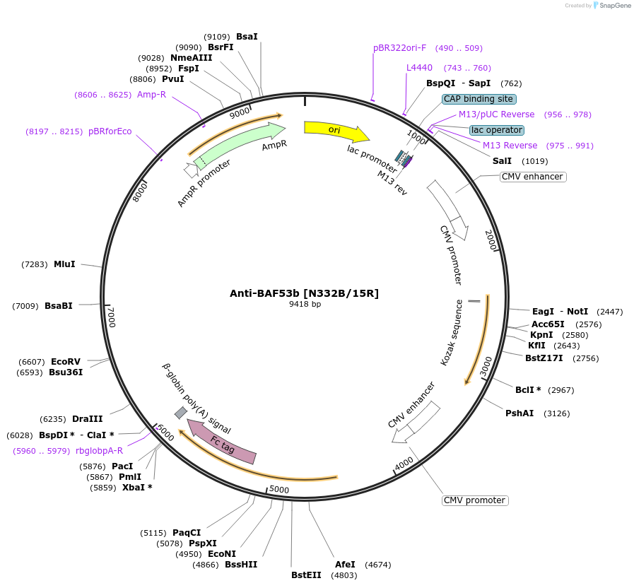 177533-plasmid-map-sequence-id-361559