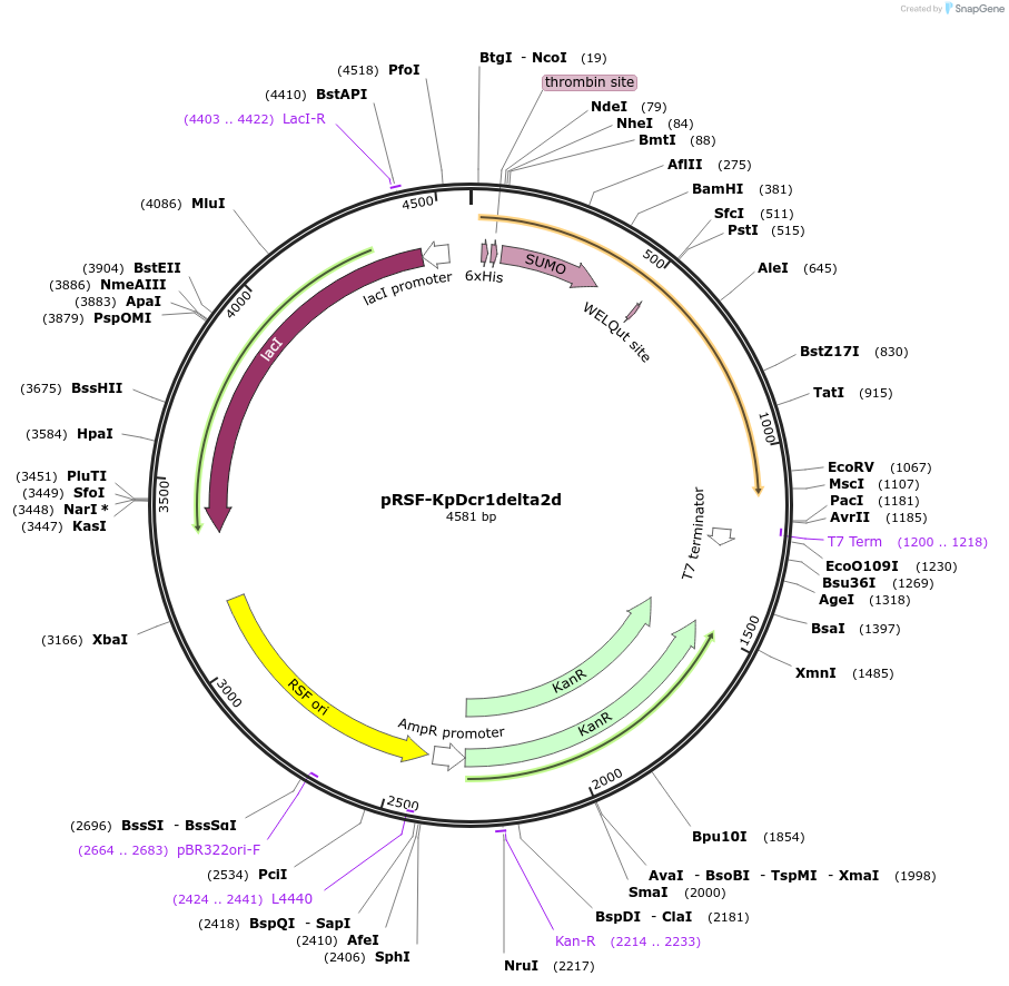 32028-plasmid-map-sequence-id-36159