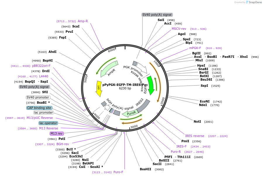 183604-plasmid-map-sequence-id-361590