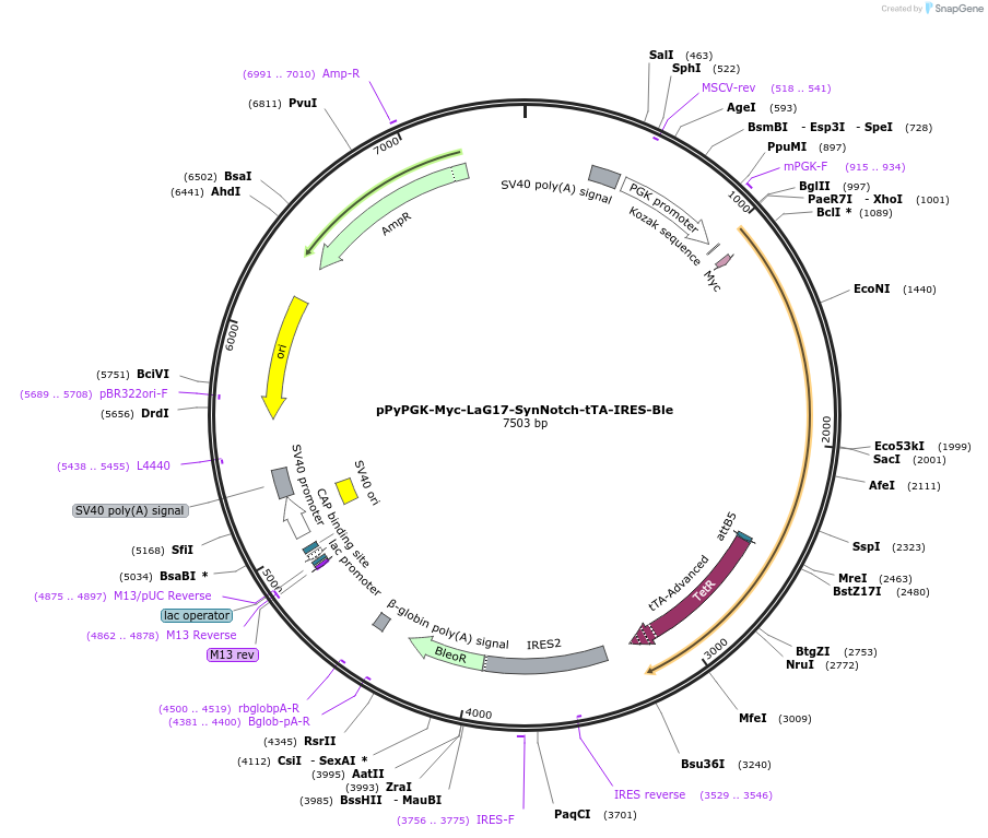183607-plasmid-map-sequence-id-361593