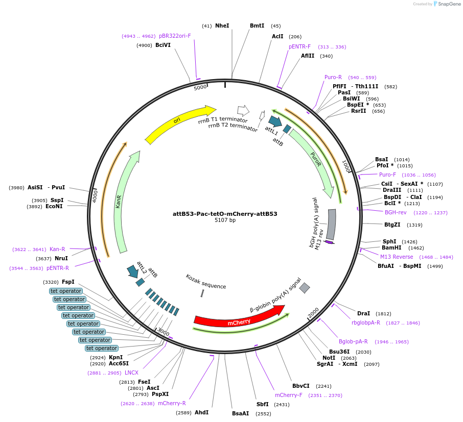 183612-plasmid-map-sequence-id-361601