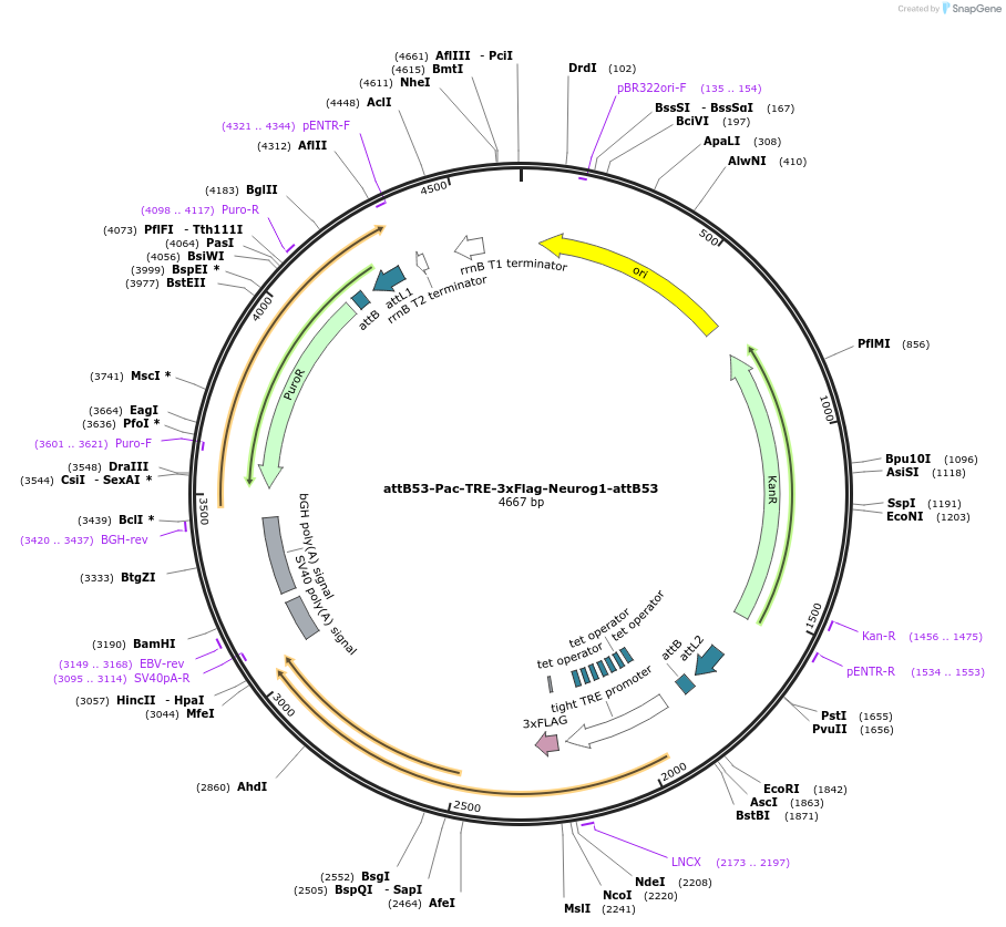 183613-plasmid-map-sequence-id-361602
