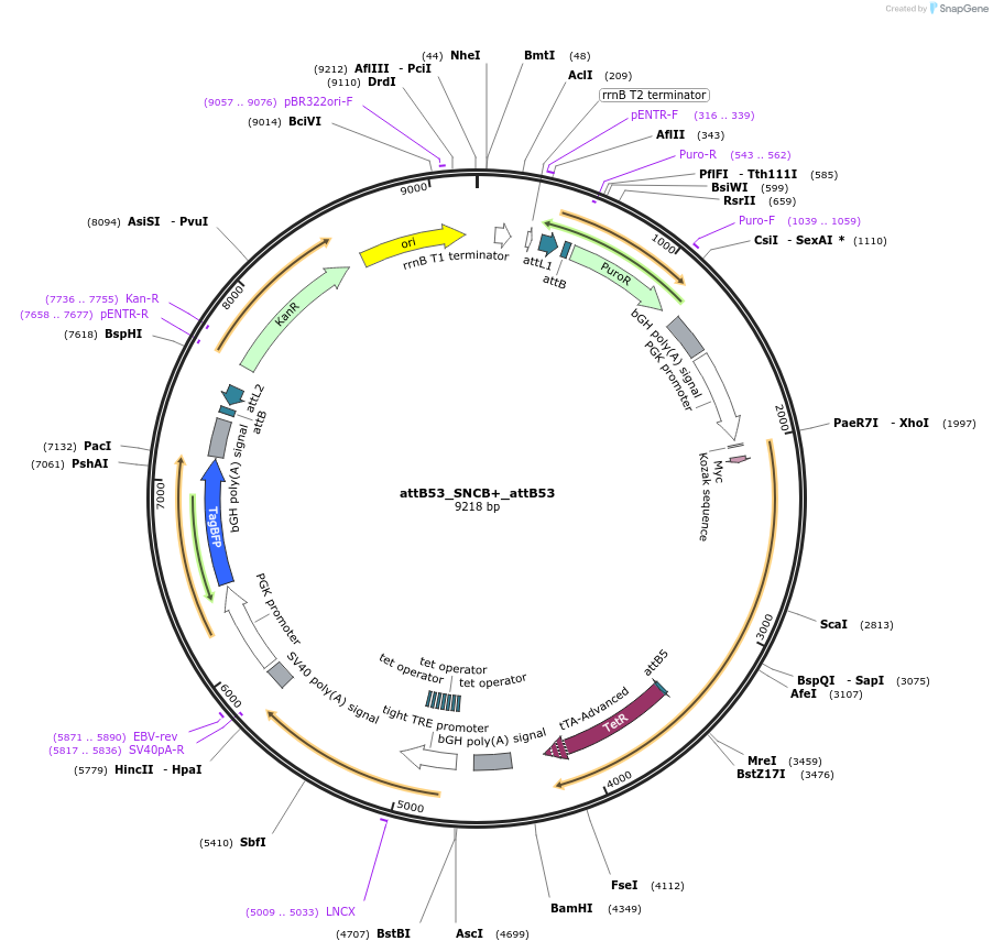 183614-plasmid-map-sequence-id-361603