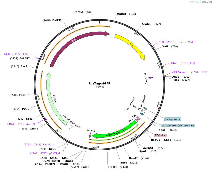 184226-plasmid-map-sequence-id-361605