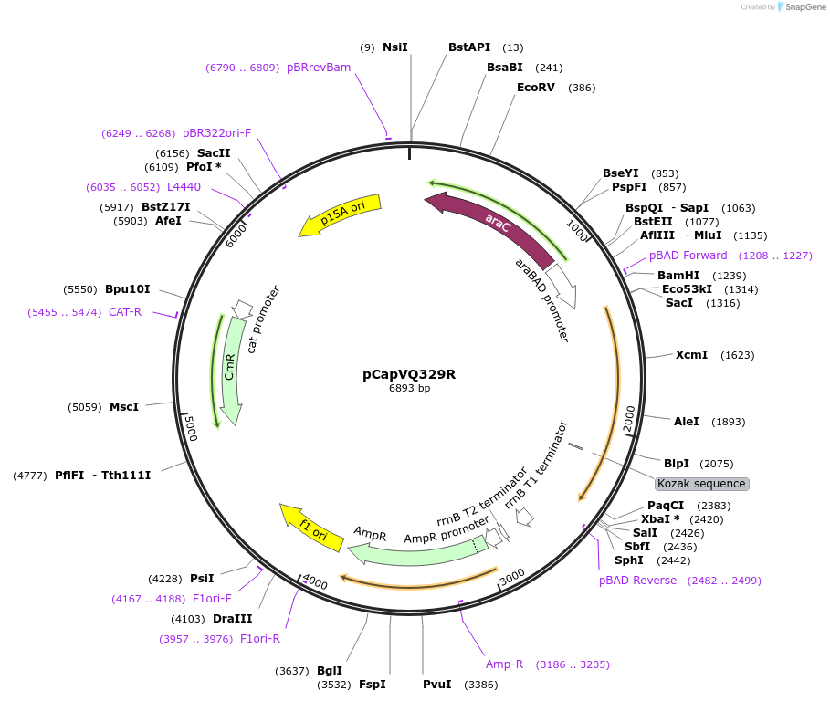 183029-plasmid-map-sequence-id-361616