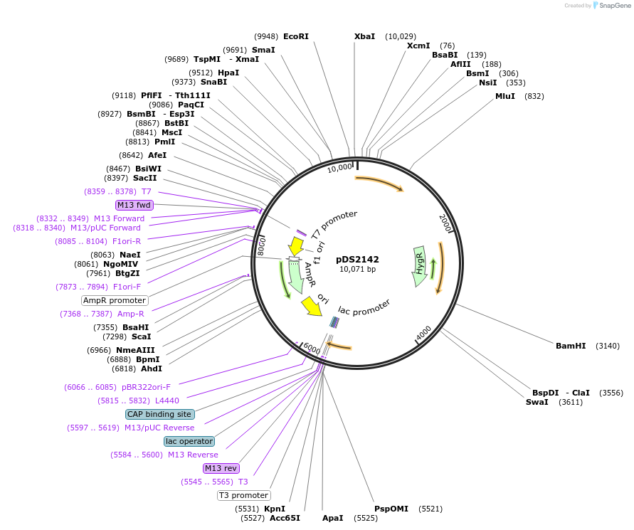 184273-plasmid-map-sequence-id-361618