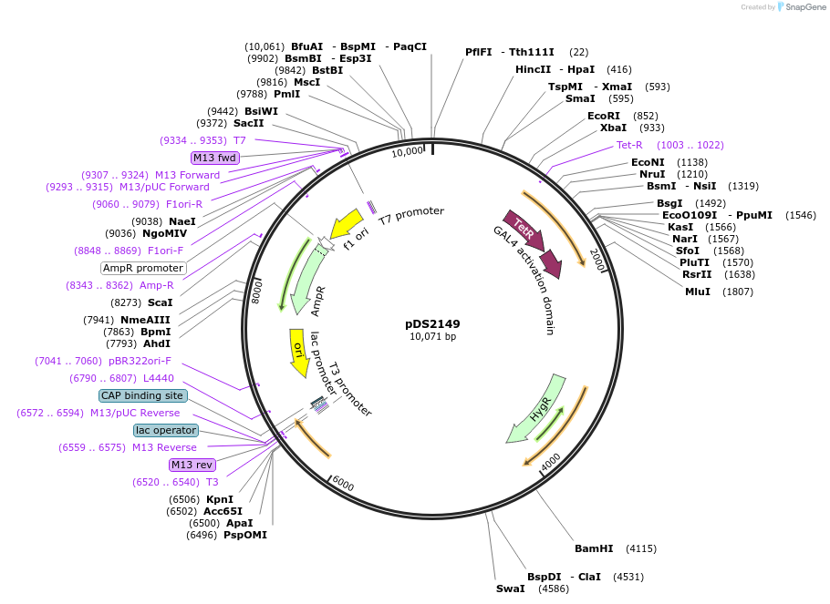 184275-plasmid-map-sequence-id-361619