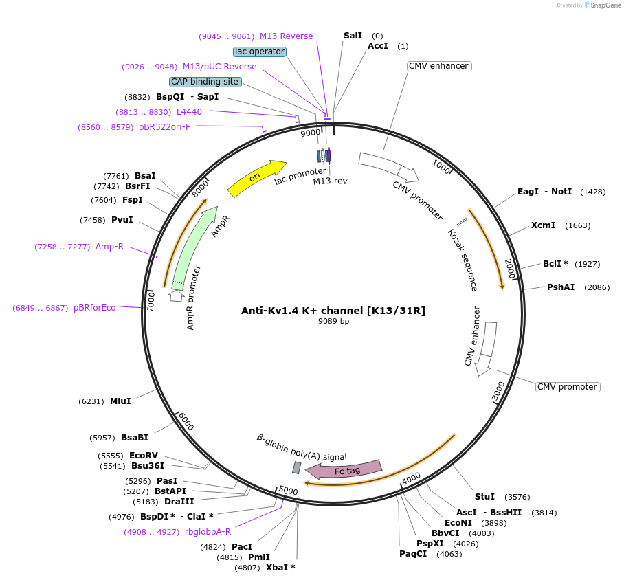 128613-plasmid-map-sequence-id-361620