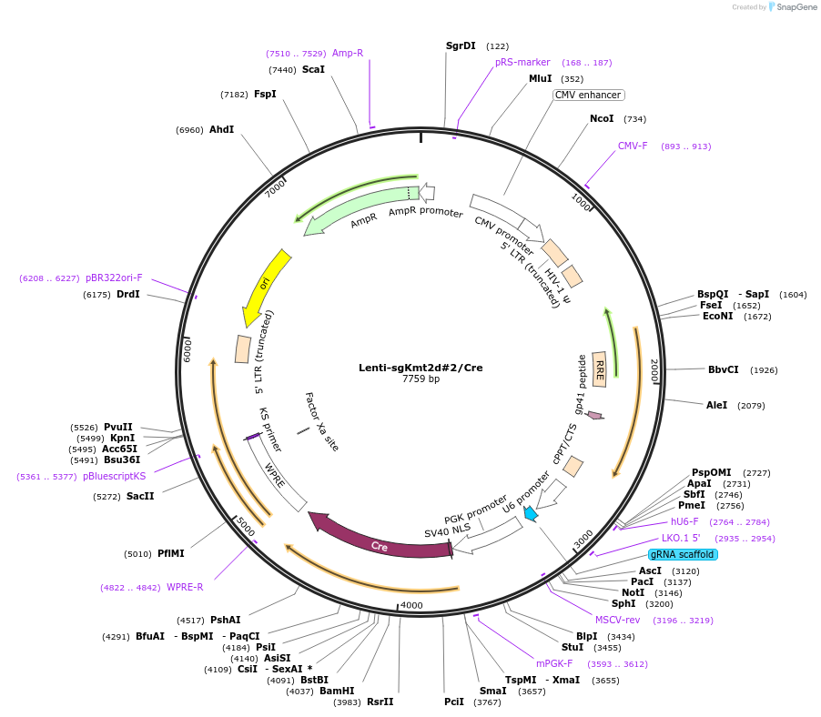173598-plasmid-map-sequence-id-361628
