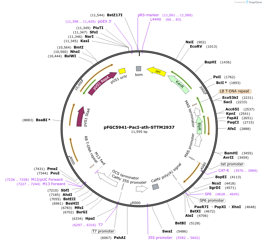 84112-plasmid-map-sequence-id-361635