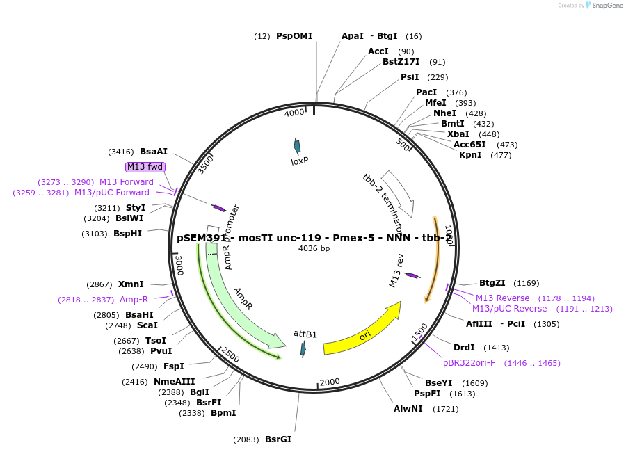 182351-plasmid-map-sequence-id-361651