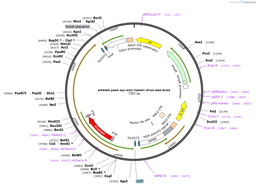 176287-plasmid-map-sequence-id-361663