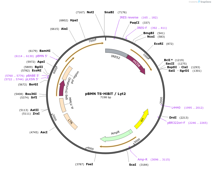179757-plasmid-map-sequence-id-361673