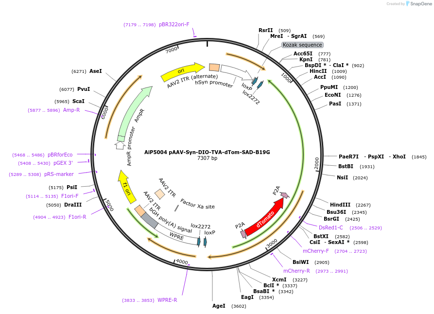 176286-plasmid-map-sequence-id-361677
