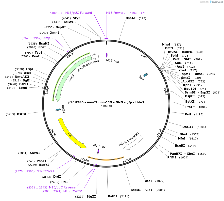 182345-plasmid-map-sequence-id-361680