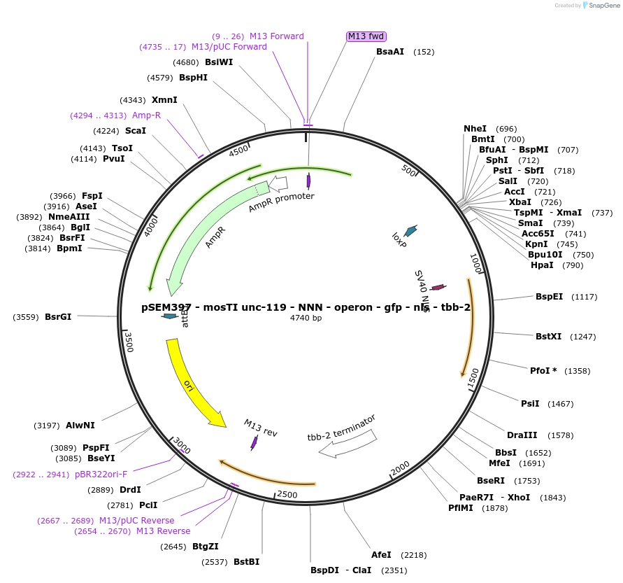 182354-plasmid-map-sequence-id-361685