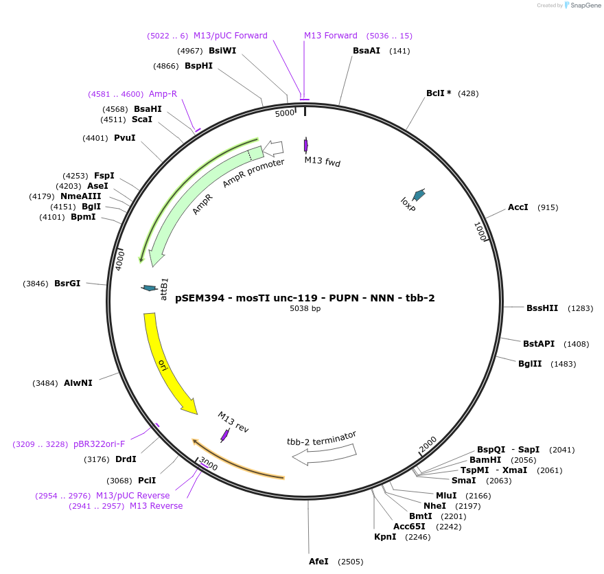182352-plasmid-map-sequence-id-361686