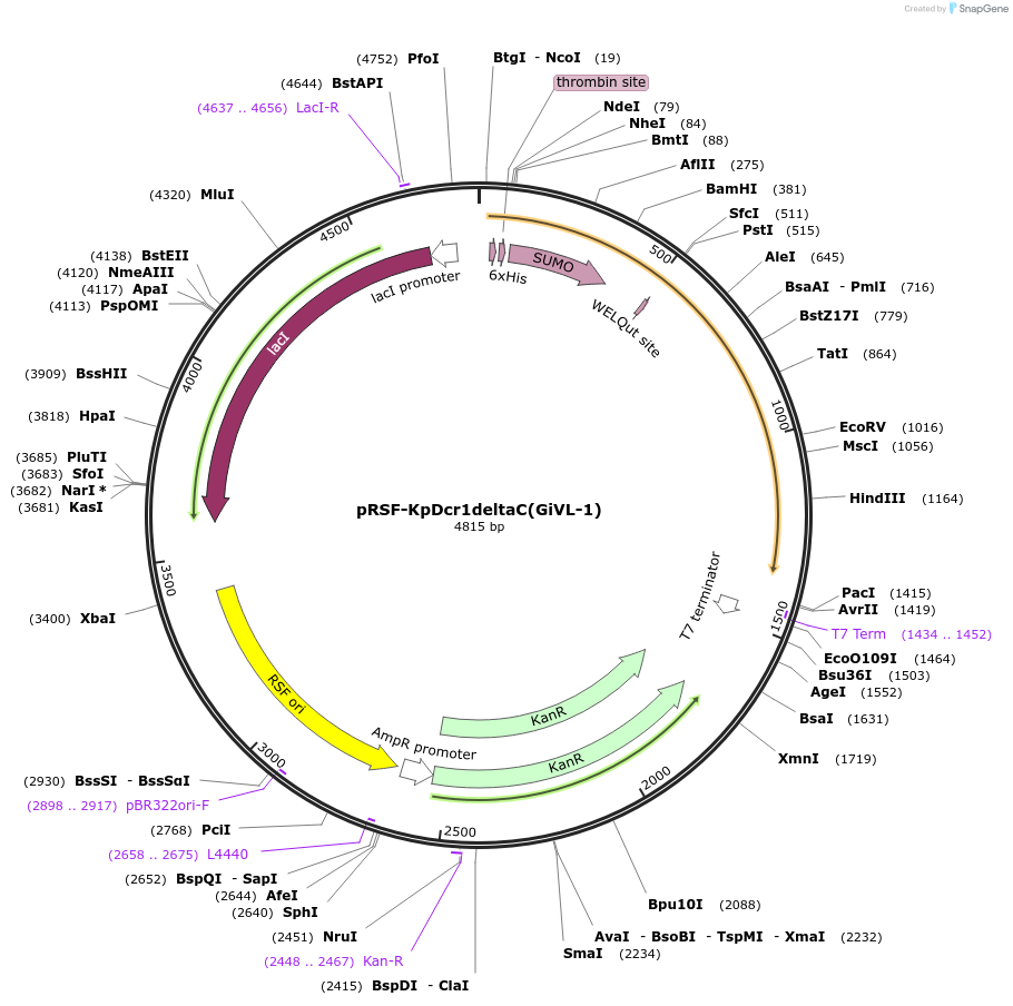 32032-plasmid-map-sequence-id-36177