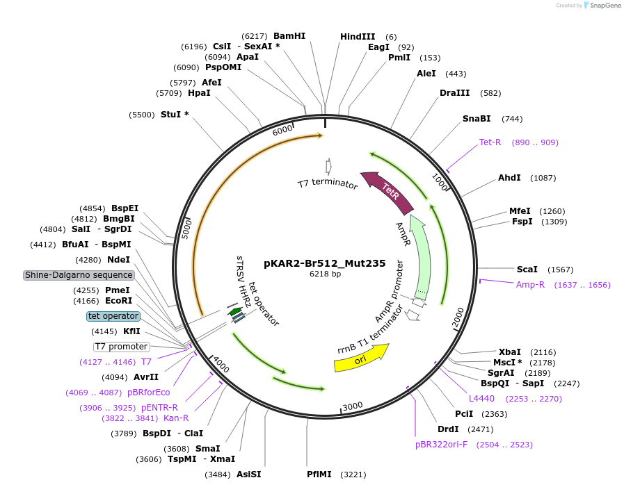 179278-plasmid-map-sequence-id-361774
