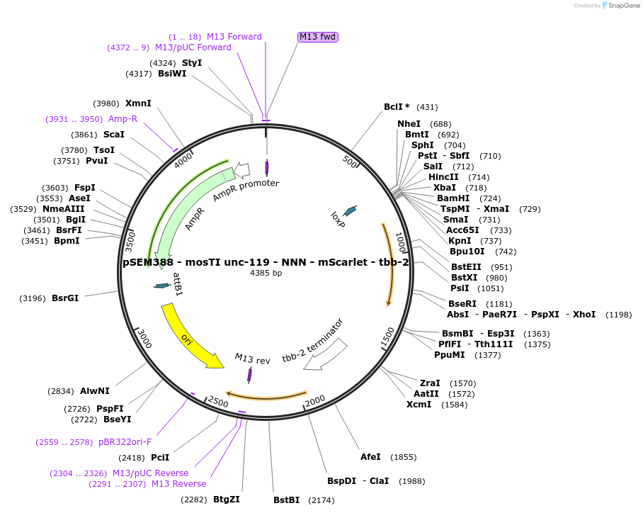 182348-plasmid-map-sequence-id-361776