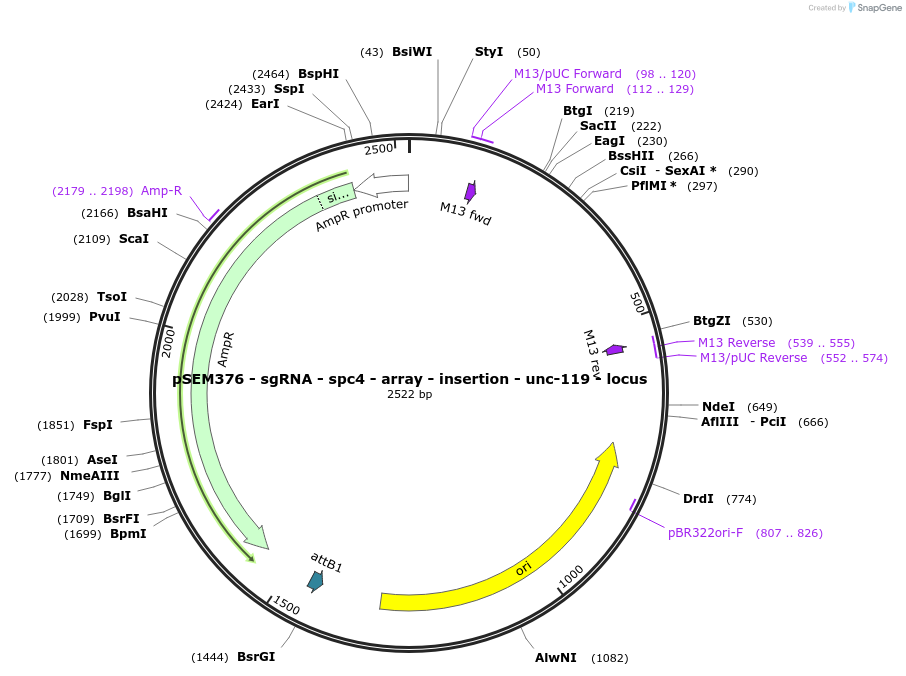 182344-plasmid-map-sequence-id-361778