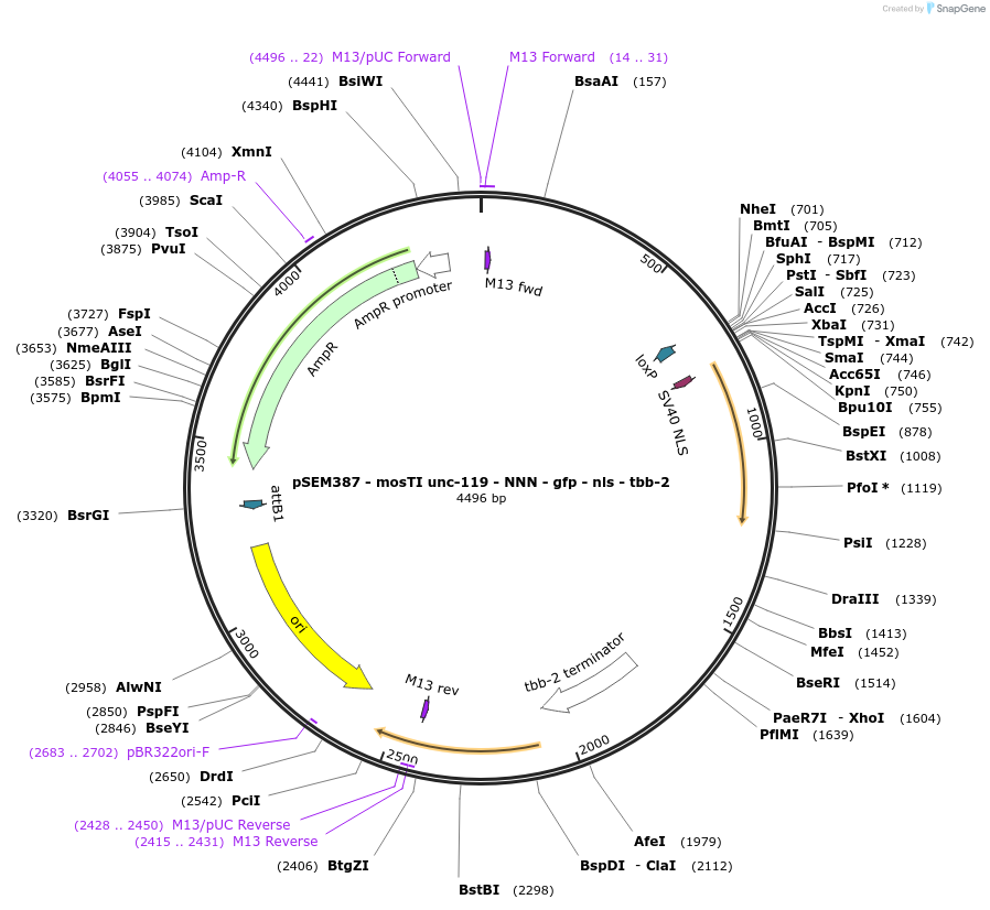 182347-plasmid-map-sequence-id-361781