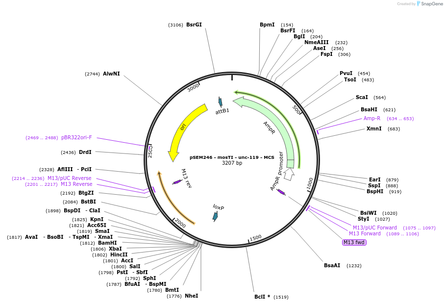 182343-plasmid-map-sequence-id-361782