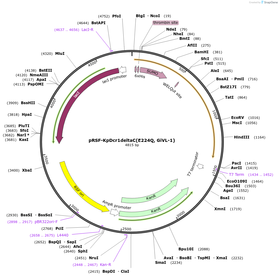 32033-plasmid-map-sequence-id-36179