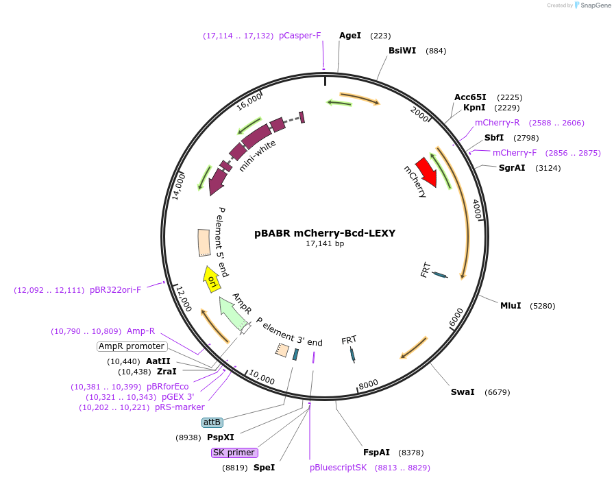 182596-plasmid-map-sequence-id-361790