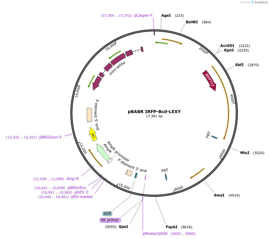 182595-plasmid-map-sequence-id-361791