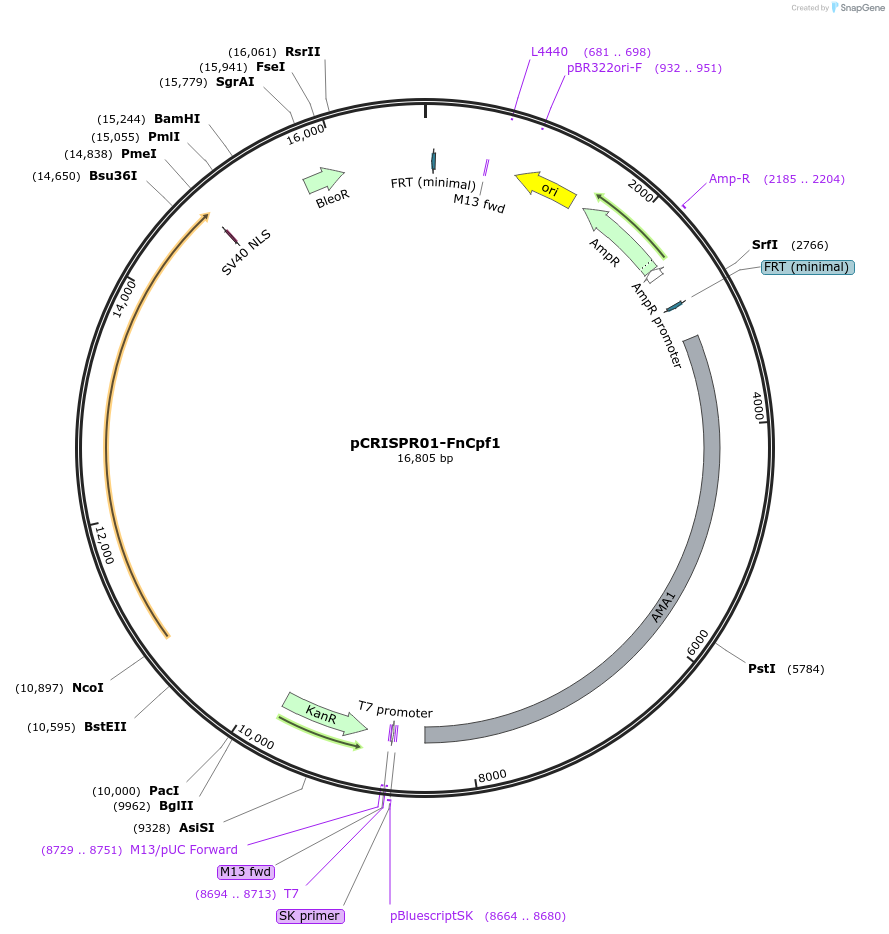 176529-plasmid-map-sequence-id-361792