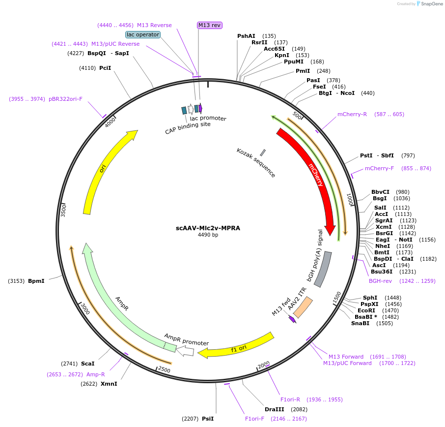 182649-plasmid-map-sequence-id-361797