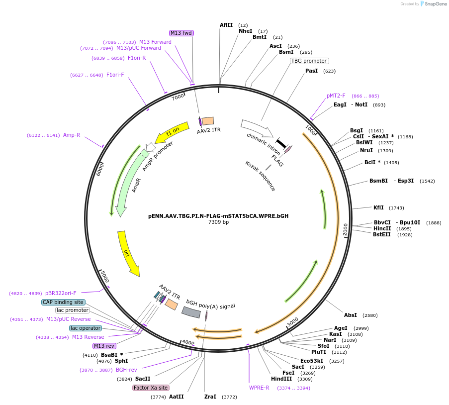 184463-plasmid-map-sequence-id-361799