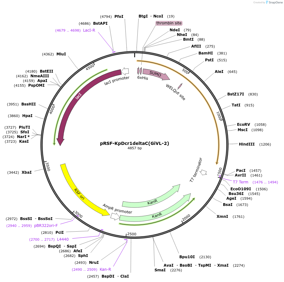 32034-plasmid-map-sequence-id-36181