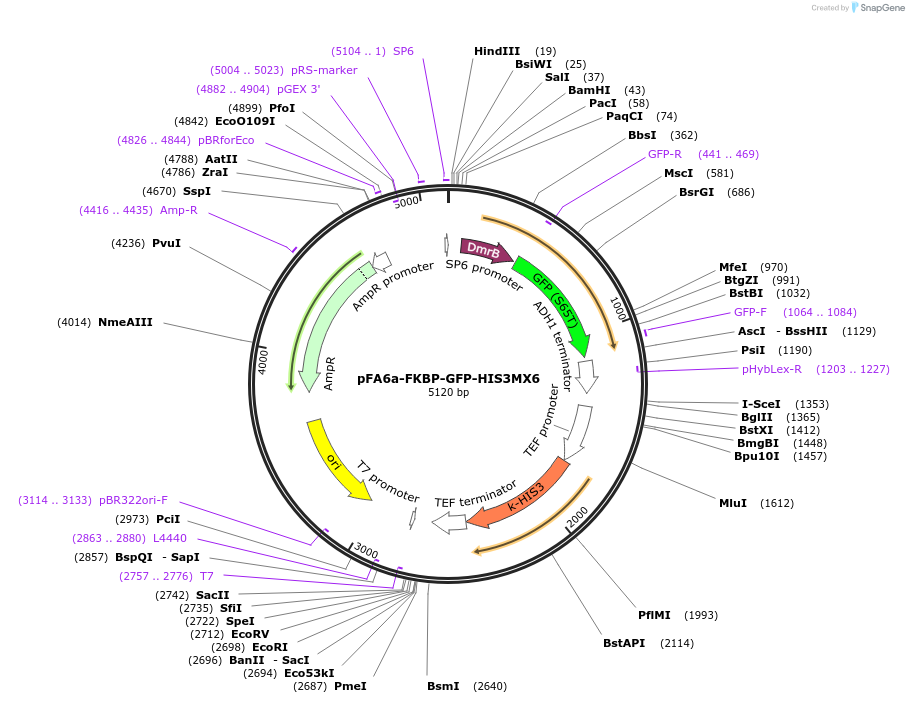 183023-plasmid-map-sequence-id-361815