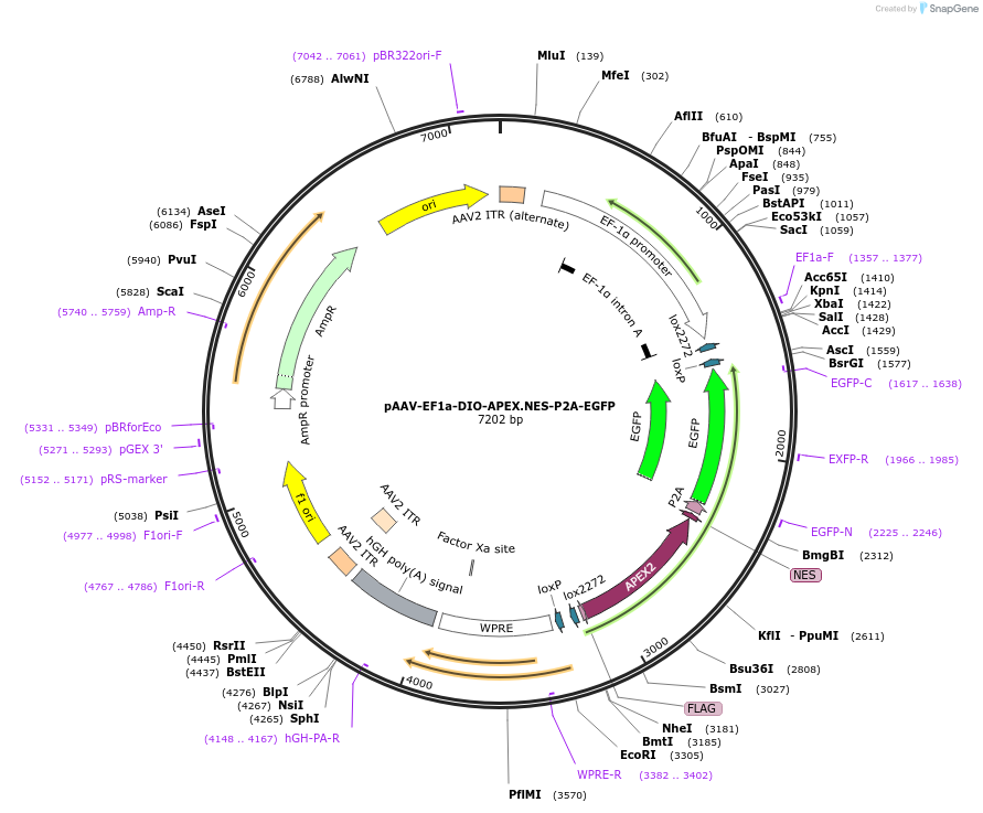 182824-plasmid-map-sequence-id-361817