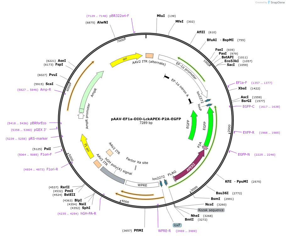 182826-plasmid-map-sequence-id-361819