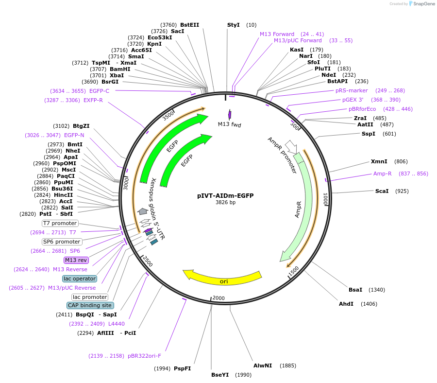 182044-plasmid-map-sequence-id-361835