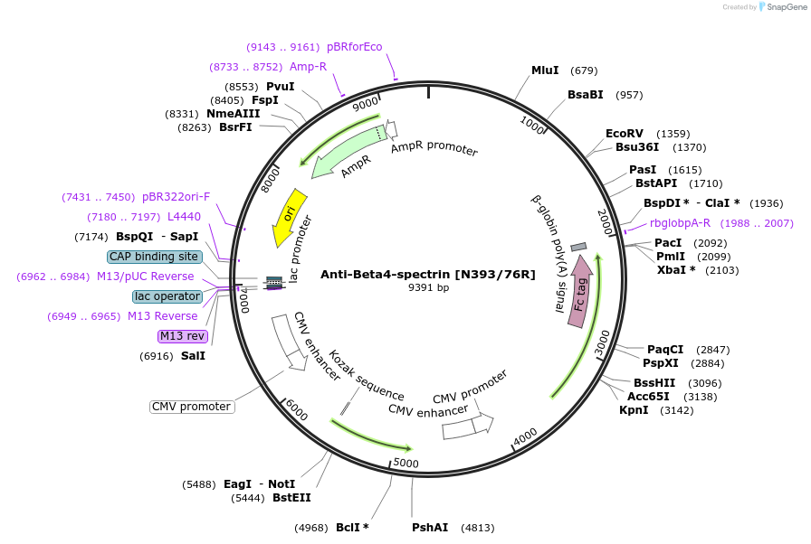 177542-plasmid-map-sequence-id-361843