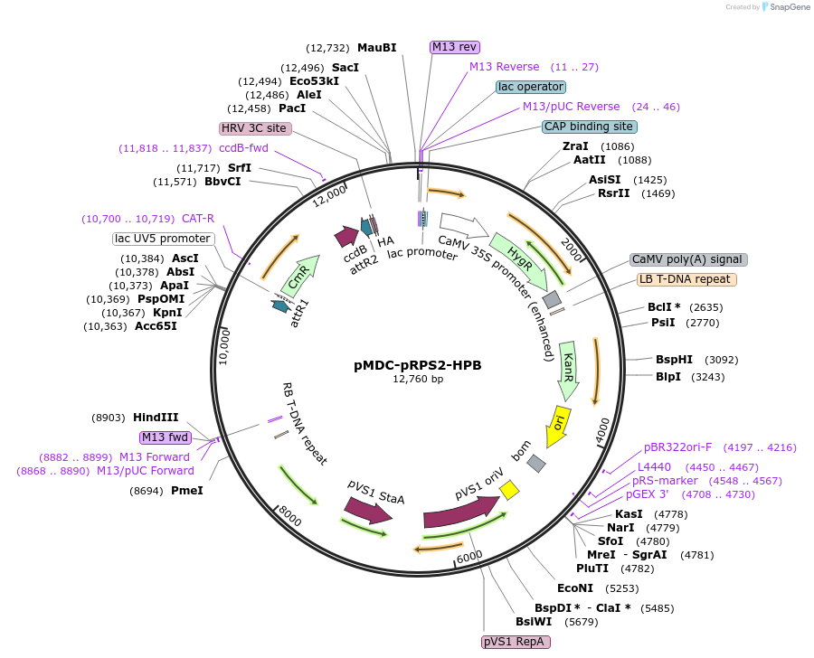 32077-plasmid-map-sequence-id-36188