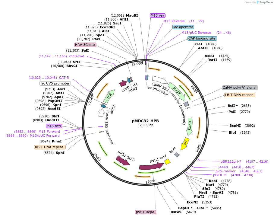 32078-plasmid-map-sequence-id-36190