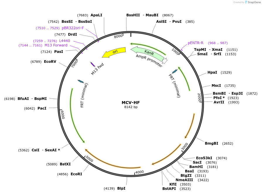 32057-plasmid-map-sequence-id-36191