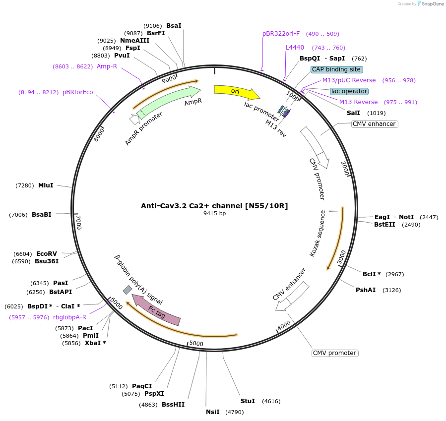 177562-plasmid-map-sequence-id-361919