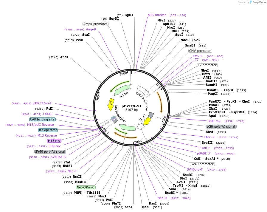184925-plasmid-map-sequence-id-361924