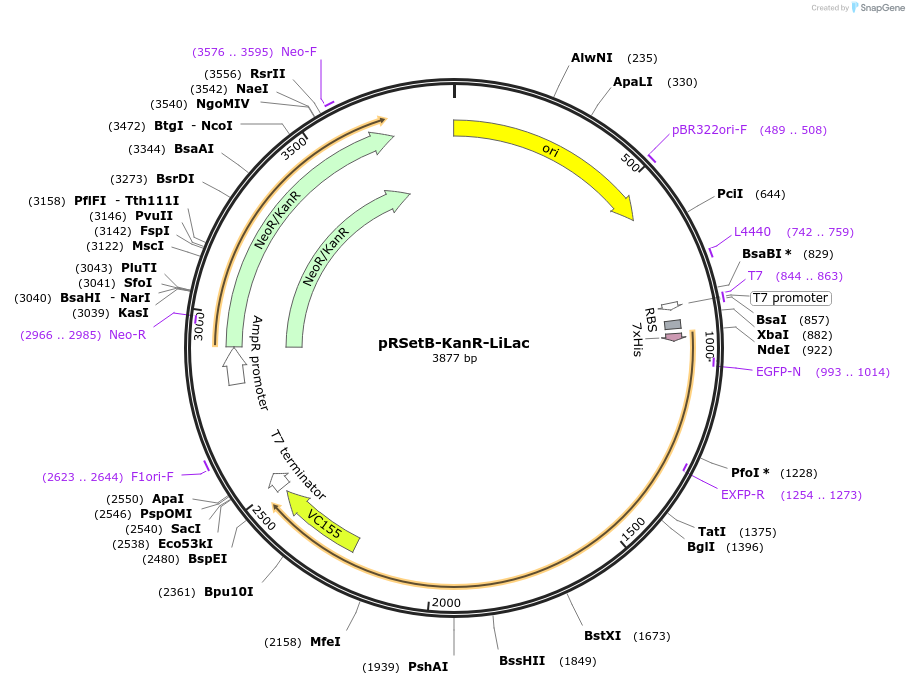 184569-plasmid-map-sequence-id-361926
